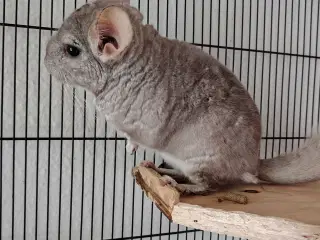 Chinchilla Han🪻