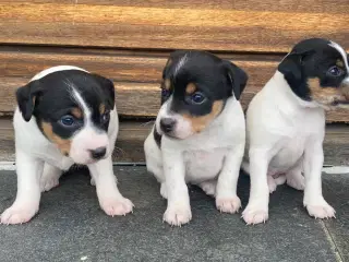 Dansk-svensk gårdhund
