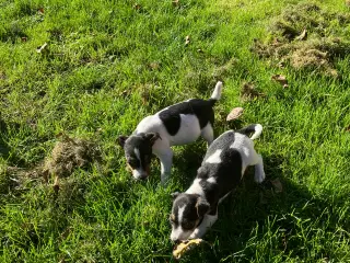 Dansk Svensk Gårdhundehvalpe