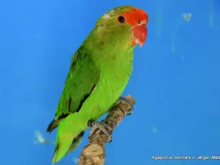 Taranta Dværgpapegøje