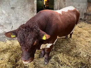 Pinzgauer tyr sælges 