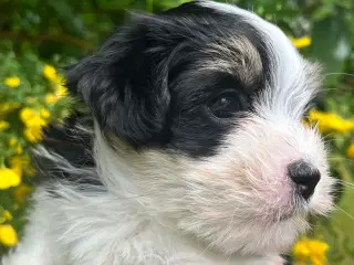 Klar til sommerferien - Bichon Havanaise hvalpe 