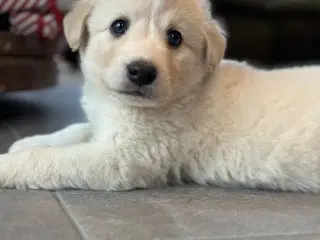 Labrador blandning 