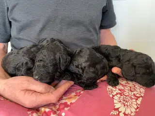 Cockerpoo f1b doodle doodle