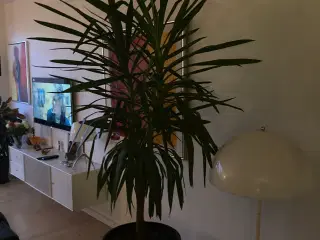 Stor plante