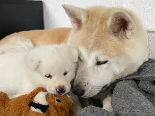 Hundehvalpe