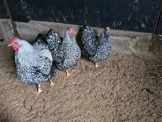 Kyllinger er klar til æglægning 