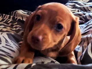 Gravhunde korthåret Dværg smukke hvalpe 