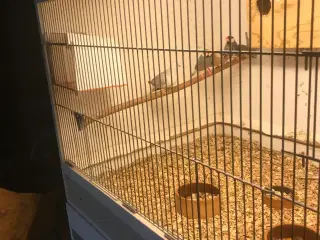 finker + diamantduer