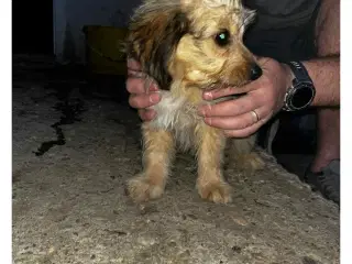 Sindy