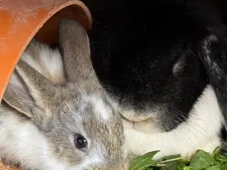 Store fine kaniner 