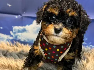 Cavapoo  Miniature til januar