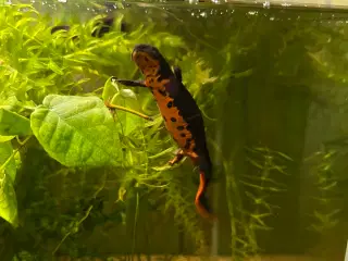 Salamandre