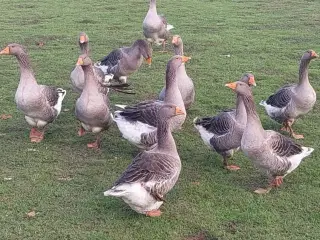 Gæsling af grå gammel dansk landrace