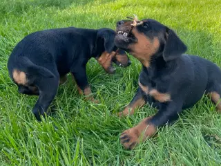 Tysk jagtterrier hvalpe