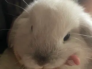 Mini Lop kanin unge til salg.