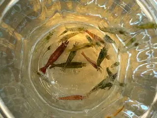 🦐 Neocaridina rejer – blandede 10stk | GLS