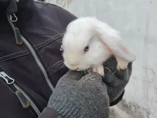 mini kanin 