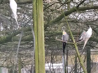 4 nymfeparakit og 1 vakkelvorne hun