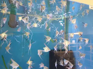 Flotte koi scalare