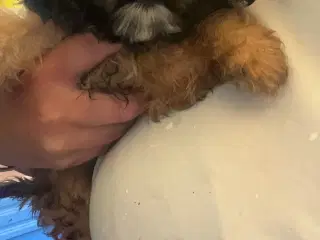 Cava-Tzu KUN 1 TILBAGE 