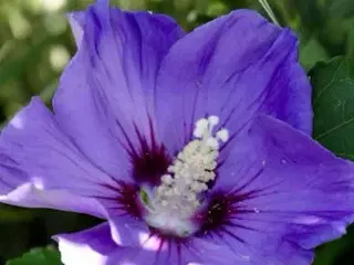 Syrisk Rose (Havehibiscus)