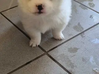 Fire smukke pomeranian hvalpe 🐾 - 5