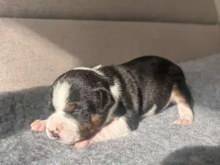Engelske stafford Bull terrier stadfy