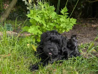 Rumle og børste - Maltipoo