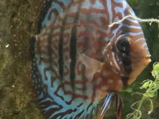 Discus fisk 13 - 14 cm 