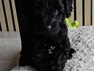 Cavapoo f1b 