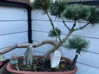 Penselfyr bonsai sælges