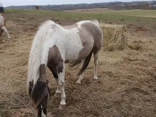 Gråbroget ifolet hoppe