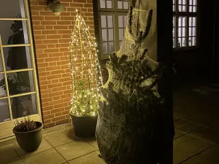 Juletræ nordmannsgran