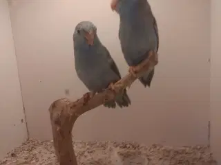 Blå lessonspuvepapegøjer 1,1 unger 13 unger 