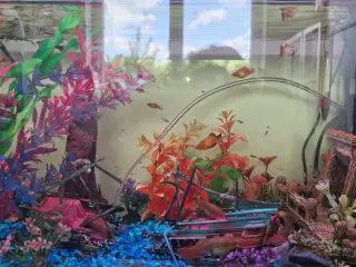 Guppy og Platy unger til salg