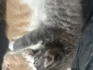 To dejlige han killinger 