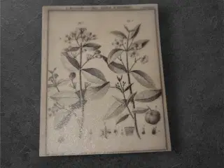 Elegante botaniske papirark til kreative projekter