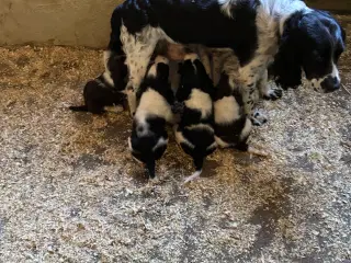 Engelsk Springer Spaniel