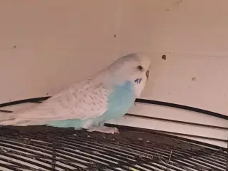 To han-undulater sælges eller byttes med en hun-u