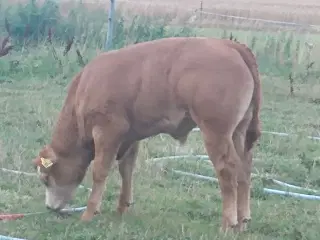 Ko med kalv sælges
