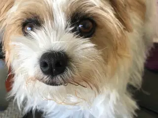 Malteser/Jack russell tæve