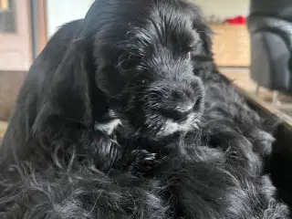 Cocker hvalpe
