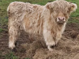 Skotsk højlandskvæg tyrkalv