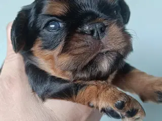 King Charles Spaniel 