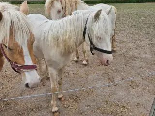 Cremello hingst 1 år
