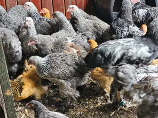 Brahma sølv sortbåndet 