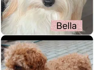 Maltipoo hvalpe