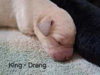 Skønne blandings hvalpe😍