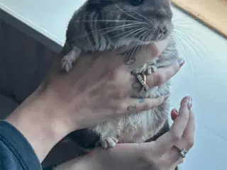 Maui 6 mdr🐿️